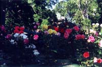 17_roses1