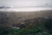 09 seal procreation