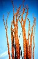 06 ocotillo
