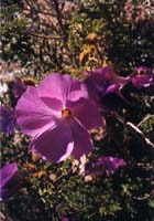 24 desert rose